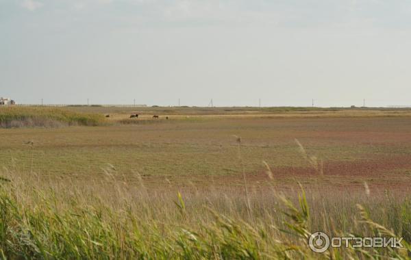 Отдых в станице Должанская (Россия, ст. Должанская) фото