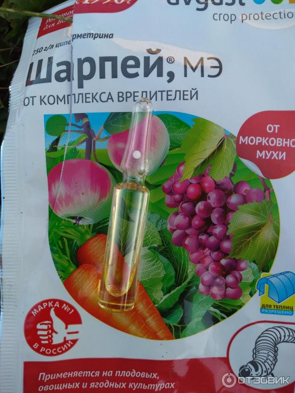 Препарат шарпей. Препарат шарпей