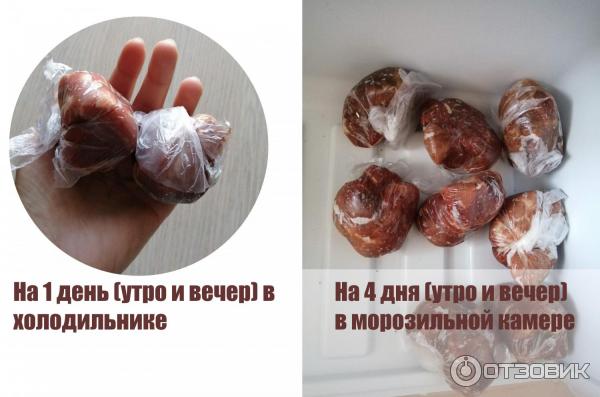 Собака породы Цвергпинчер фото