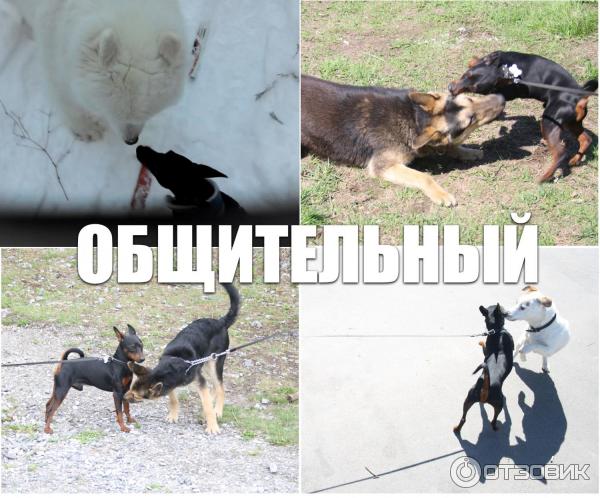 Собака породы Цвергпинчер фото