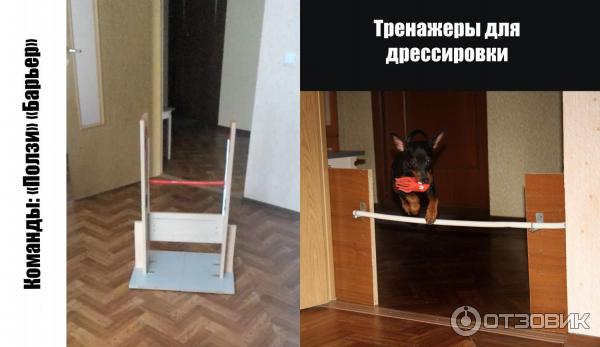 Собака породы Цвергпинчер фото