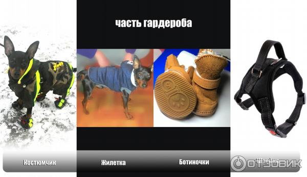 Собака породы Цвергпинчер фото