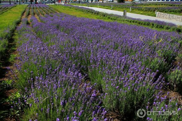 Международный аэропорт Симферополь (Крым) фото