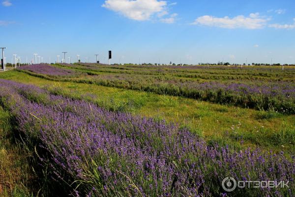 Международный аэропорт Симферополь (Крым) фото