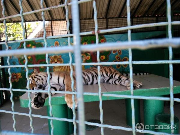 Санаторий октябрьский сочи фото зоопарк. Зоопарк санаторий октябрьский отзывы. Санаторий октябрьский зоопарк. Зоопарк сочи адлер. Зоопарк сочи адлер.