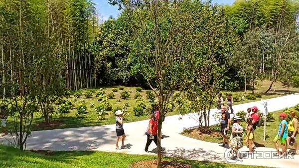 Дендрологический парк Шекветили (Грузия, Шекветили) фото