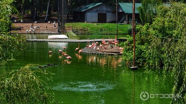 Дендрологический парк Шекветили (Грузия, Шекветили) фото