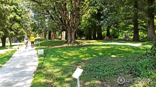 Дендрологический парк Шекветили (Грузия, Шекветили) фото