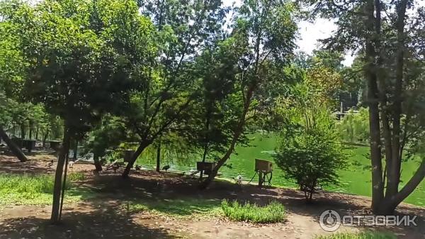 Дендрологический парк Шекветили (Грузия, Шекветили) фото