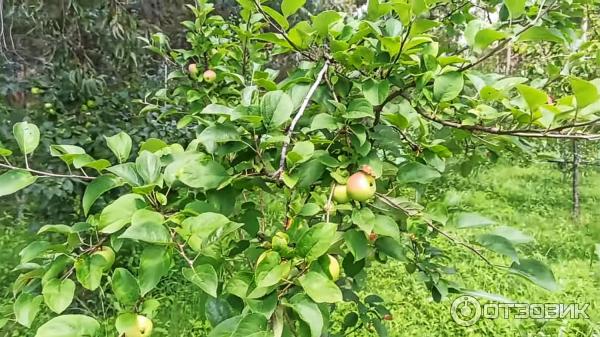 Дендрологический парк Шекветили (Грузия, Шекветили) фото