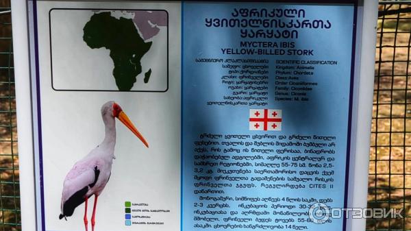 Дендрологический парк Шекветили (Грузия, Шекветили) фото