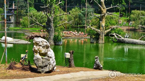 Дендрологический парк Шекветили (Грузия, Шекветили) фото