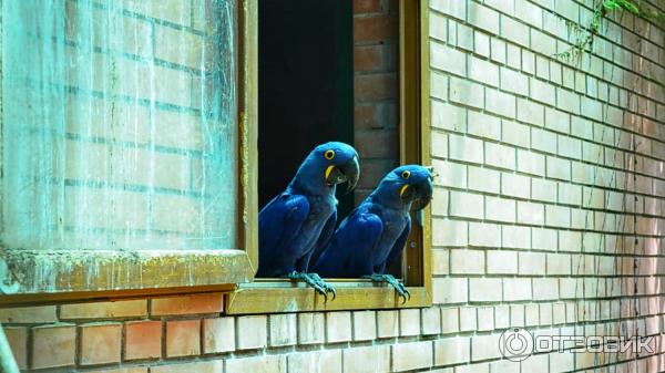 Дендрологический парк Шекветили (Грузия, Шекветили) фото