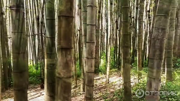 Дендрологический парк Шекветили (Грузия, Шекветили) фото