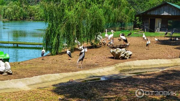 Дендрологический парк Шекветили (Грузия, Шекветили) фото