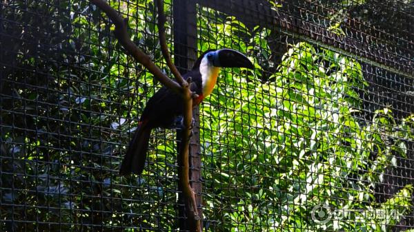 Дендрологический парк Шекветили (Грузия, Шекветили) фото