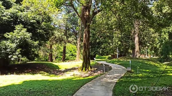 Дендрологический парк Шекветили (Грузия, Шекветили) фото