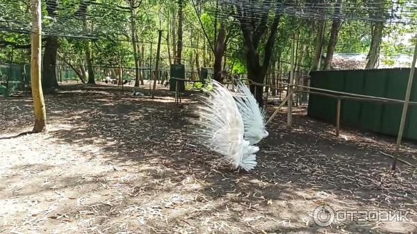 Дендрологический парк Шекветили (Грузия, Шекветили) фото