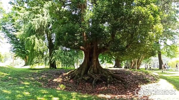 Дендрологический парк Шекветили (Грузия, Шекветили) фото
