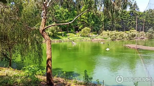 Дендрологический парк Шекветили (Грузия, Шекветили) фото