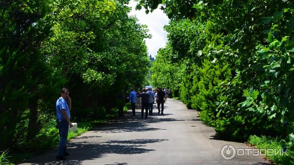 Дендрологический парк Шекветили (Грузия, Шекветили) фото