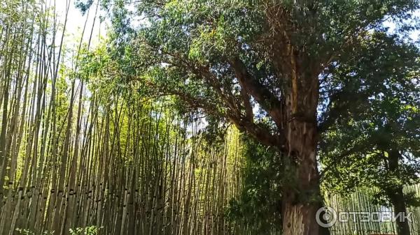 Дендрологический парк Шекветили (Грузия, Шекветили) фото