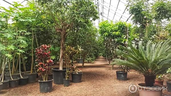 Дендрологический парк Шекветили (Грузия, Шекветили) фото