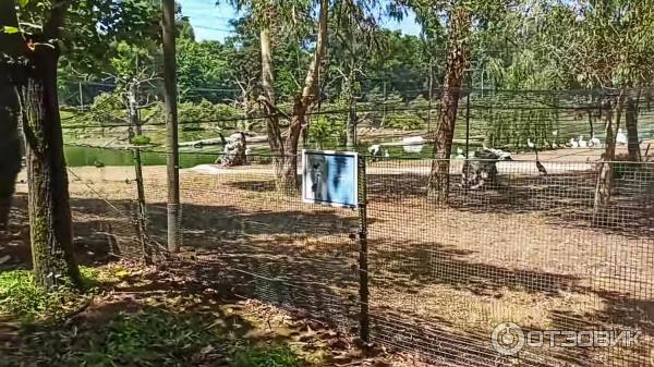 Дендрологический парк Шекветили (Грузия, Шекветили) фото