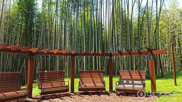 Дендрологический парк Шекветили (Грузия, Шекветили) фото