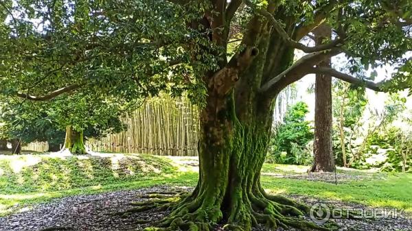 Дендрологический парк Шекветили (Грузия, Шекветили) фото