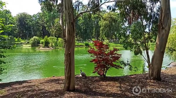 Дендрологический парк Шекветили (Грузия, Шекветили) фото