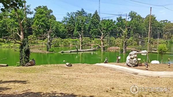 Дендрологический парк Шекветили (Грузия, Шекветили) фото