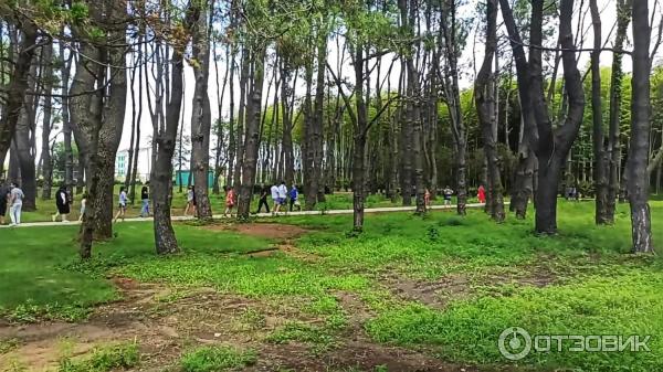 Дендрологический парк Шекветили (Грузия, Шекветили) фото