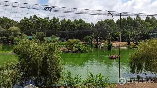 Дендрологический парк Шекветили (Грузия, Шекветили) фото