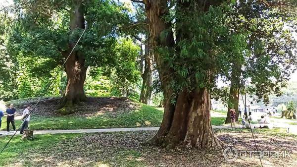 Дендрологический парк Шекветили (Грузия, Шекветили) фото