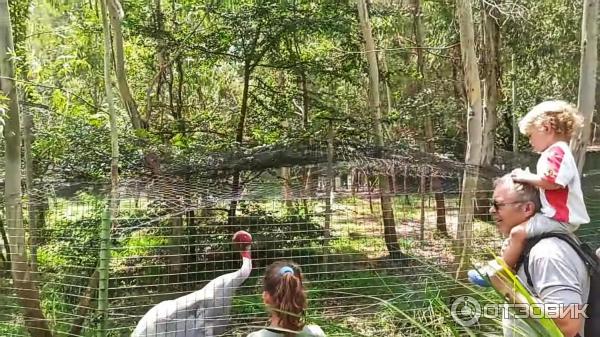 Дендрологический парк Шекветили (Грузия, Шекветили) фото