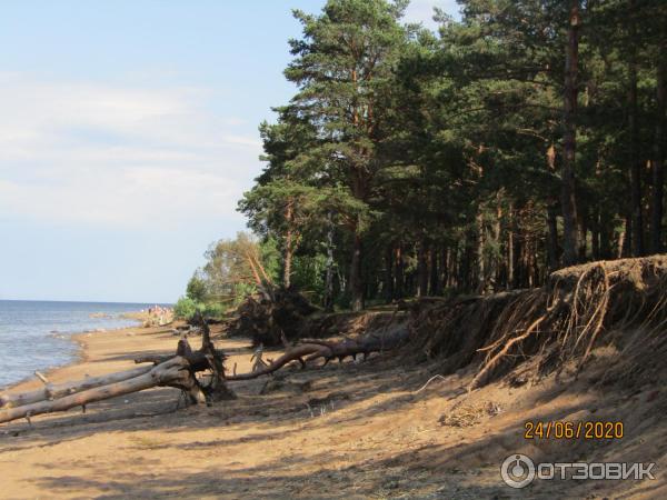 Экскурсия в п. Лебяжье (Россия, Ленинградская область) фото