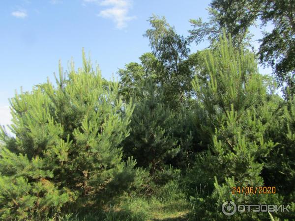 Экскурсия в п. Лебяжье (Россия, Ленинградская область) фото