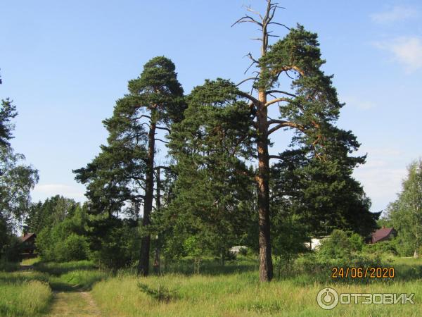 Экскурсия в п. Лебяжье (Россия, Ленинградская область) фото