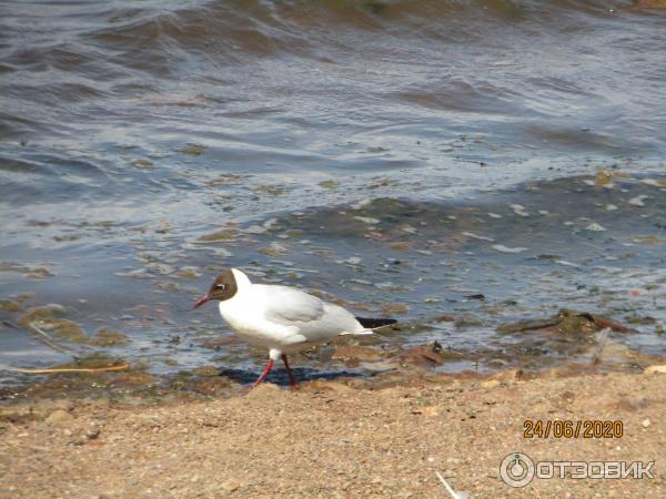 Экскурсия в п. Лебяжье (Россия, Ленинградская область) фото
