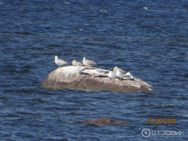 Экскурсия в п. Лебяжье (Россия, Ленинградская область) фото