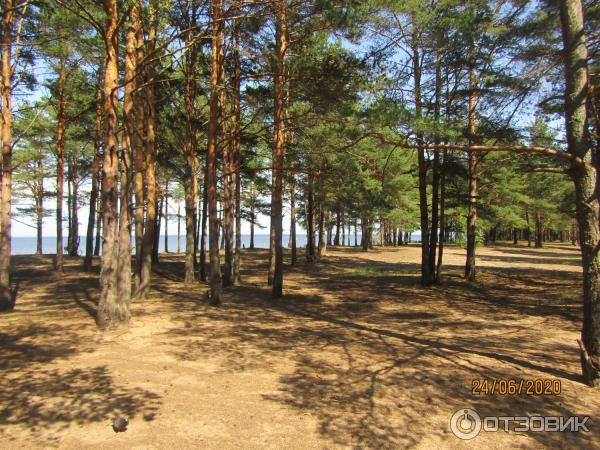 Экскурсия в п. Лебяжье (Россия, Ленинградская область) фото