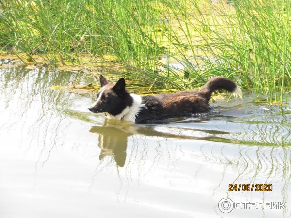 Экскурсия в п. Лебяжье (Россия, Ленинградская область) фото