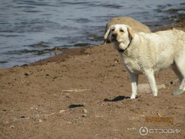 Экскурсия в п. Лебяжье (Россия, Ленинградская область) фото