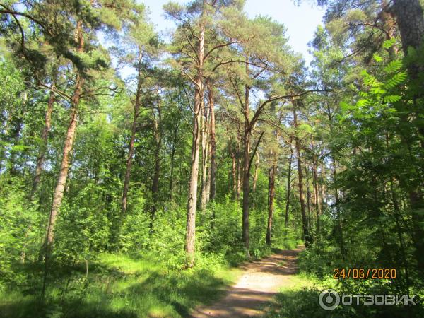 Экскурсия в п. Лебяжье (Россия, Ленинградская область) фото