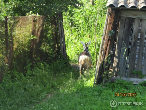 Экскурсия в п. Лебяжье (Россия, Ленинградская область) фото
