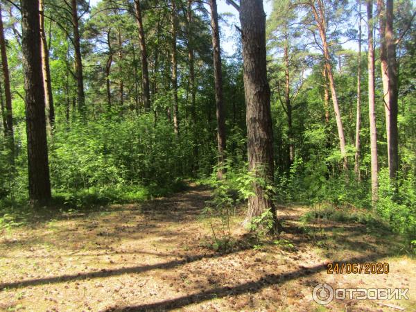 Экскурсия в п. Лебяжье (Россия, Ленинградская область) фото