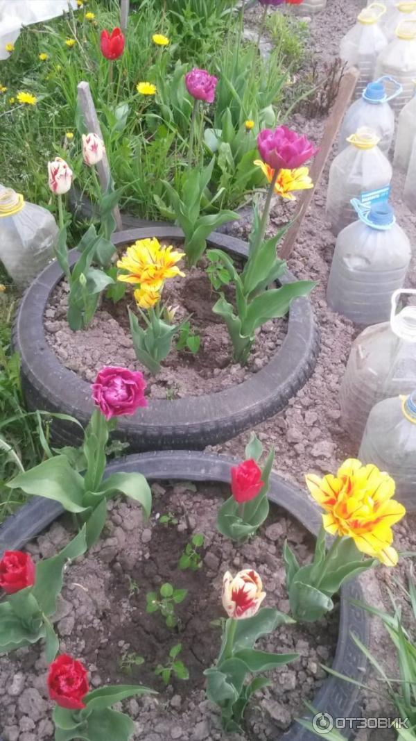 Тюльпаны