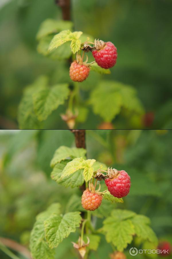 Объектив Yongnuo YN 42.5mm F1.7 Micro 4/3 фото