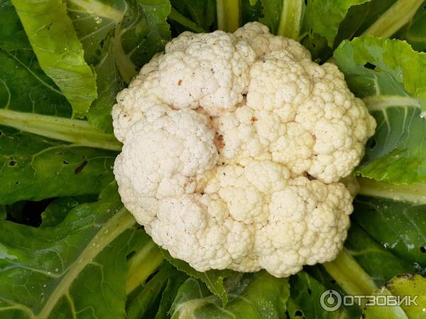 Капуста Доброводская Купить Семена